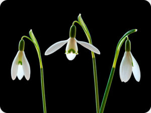 Snowdrop 1 Worktop saver