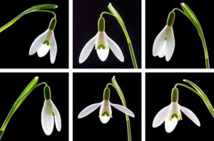 Snowdrops Coasters set of six