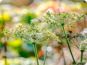 Umbellifers Worktop saver