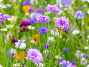 Cornflowers Worktop saver
