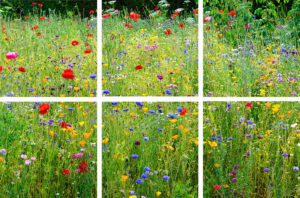 Wisley Wild Flower Meadow Coasters set of six