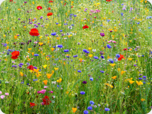 Wisley Wild Flower Meadow Worktop saver