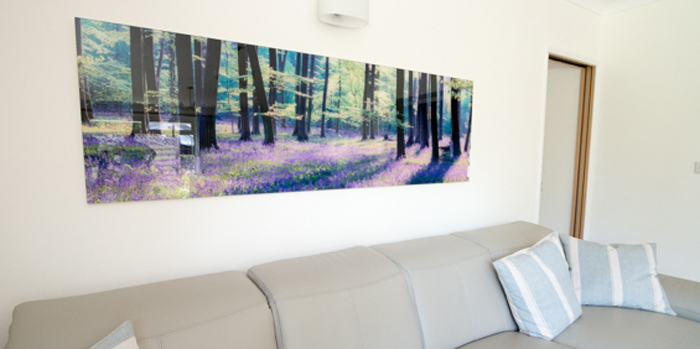 Bluebell Wood 2649